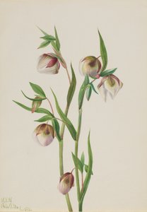 White Fairy Lantern Calochortus albus, 1933. av Mary Vaux Walcott