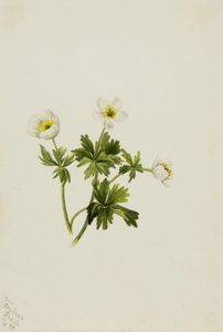Vit globblomma (Trollius albiflorus) av Mary Vaux Walcott