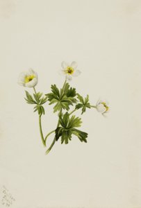 Vit klotblomma Trollius albiflorus, 1899. av Mary Vaux Walcott