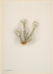 Vit ljung (Phyllodoce grandiflora) av Mary Vaux Walcott