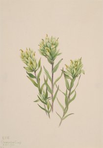 Vit indisk målarpensel Castilleja occidentalis, 1920. av Mary Vaux Walcott