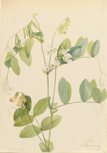 Vit ärta (Lathyrus ochroleucus) av Mary Vaux Walcott