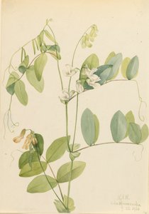 Vit ärta Lathyrus ochroleucus, 1920. av Mary Vaux Walcott