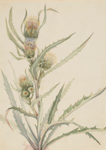 Vit tistel (Cirsium hookeranum) av Mary Vaux Walcott