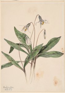 Vit trotylilja (Erythronium albidum)