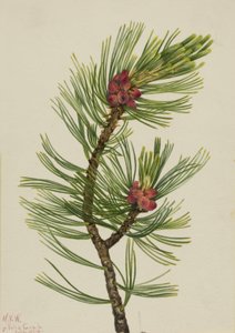 Vitbark tall Pinus albicaulis, 1924. av Mary Vaux Walcott