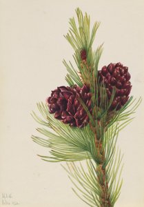 Vitbark tall Pinus albicaulis, 1931. av Mary Vaux Walcott