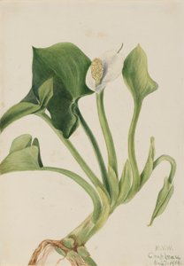 Vild Calla (Calla palustris) av Mary Vaux Walcott