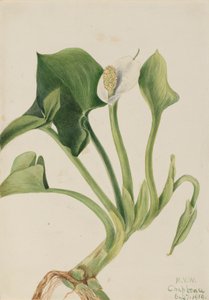 Vilda Calla Calla palustris, 1919. av Mary Vaux Walcott