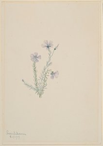 Vildlin (Linum lewisii) av Mary Vaux Walcott