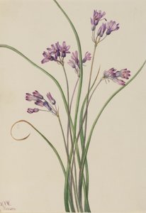 Vild hyacint (Brodiaea pulchella) av Mary Vaux Walcott