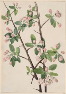 Vild söt krabba (Malus coronaria) av Mary Vaux Walcott