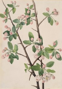 Vild söt krabba Malus coronaria, 1920. av Mary Vaux Walcott