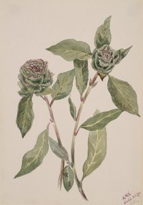 Willow Salix, 1900. av Mary Vaux Walcott