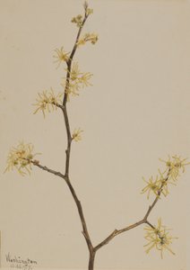 Trollhassel Hamamelis virginiana, 1917. av Mary Vaux Walcott