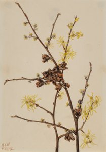 Trollhassel (Hamamelis virginiana) av Mary Vaux Walcott