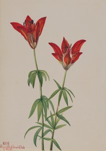Trälilja Lilium philadelphicum, 1932. av Mary Vaux Walcott