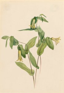Wood Merrybells Uvularia perfoliata, n.d. av Mary Vaux Walcott
