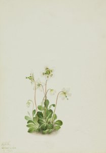 Skogsnymf (Moneses uniflora) av Mary Vaux Walcott