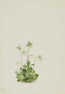 Wood Nymph Moneses uniflora, 1925. av Mary Vaux Walcott