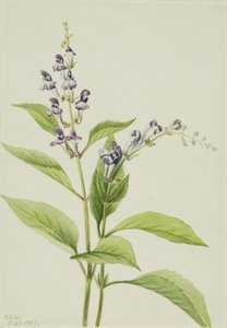 Träskallkappa Scutellaria serrata, 1917. av Mary Vaux Walcott