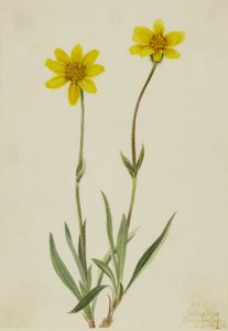 Ullig Arnika (Arnica tomentosa) av Mary Vaux Walcott