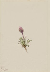 Erigeron lanatus (ullig lopplummer) av Mary Vaux Walcott