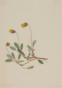 Gul dryad (Dryas drummondii) av Mary Vaux Walcott
