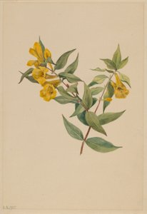Gul Jessamin (Gelsemium sempervirens) av Mary Vaux Walcott