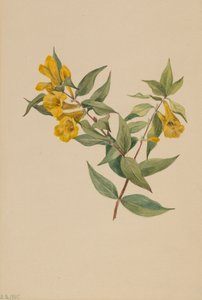 Gul Jessamine Gelsemium sempervirens, 1905. av Mary Vaux Walcott