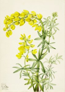 Gul lupin (Lupinis arboreus) av Mary Vaux Walcott