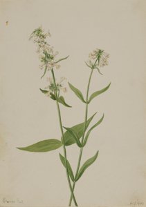 Gul Pentstemon (Pentstemon confertus) av Mary Vaux Walcott
