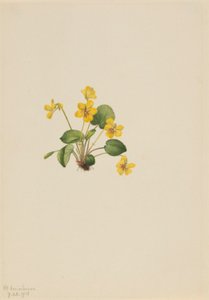Gul viol (Viola orbiculata) av Mary Vaux Walcott