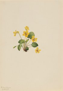 Gul violett Viola orbiculata, 1916. av Mary Vaux Walcott