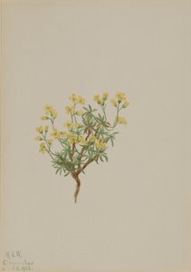 Gult pilgräs av Mary Vaux Walcott