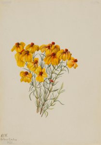 Zinnia (Zinnia grandiflora) av Mary Vaux Walcott