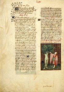 Harley 4431 , f.134v Apollo och Daphne, från "Collected Works of Christine de Pisan"