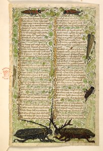 Lägg till. 28841, f.2: Hornbaggar, syrsor och ett lokus.  Avhandling om dygder och laster och en anonym prosahistoria på Sicilien (fragment)  Cocharelli
