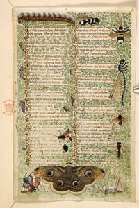 Lägg till. 28841, f.4: Getingar, malar, trollsländor och en larv, från en avhandling om dygder och laster, och en anonym prosahistoria av Sicilien (fragment), c.1330-40 (vellum)