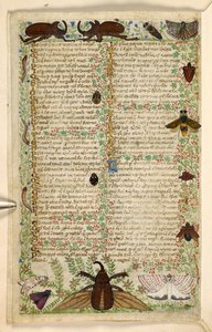 Lägg till. 28841, f.4v: Mal och hornbaggar, från en avhandling om dygder och laster, och en anonym prosahistoria av Sicilien (fragment), c.1330-40 (vellum)