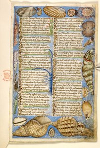 Lägg till. 28841, f.5: Snäckor och marina varelser, från en avhandling om dygder och laster, och en anonym prosahistoria av Sicilien (fragment), c.1330-40 (vellum)
