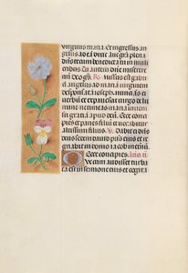 Hours of Queen Isabella the Catholic, Queen of Spain: Fol. 162v, c. 1500. av Master of the First Prayerbook of Maximillian