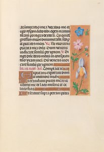 Hours of Queen Isabella the Catholic, Queen of Spain: Fol. 239r, c. 1500. av Master of the First Prayerbook of Maximillian