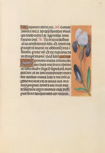 Hours of Queen Isabella the Catholic, Queen of Spain: Fol. 244r, c. 1500. av Master of the First Prayerbook of Maximillian