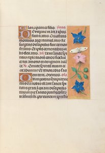 Hours of Queen Isabella the Catholic, Queen of Spain: Fol. 33r, c. 1500. av Master of the First Prayerbook of Maximillian