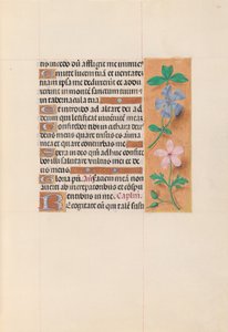 Hours of Queen Isabella the Catholic, Queen of Spain: Fol. 62r, c. 1500. av Master of the First Prayerbook of Maximillian