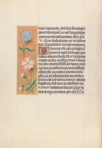 Hours of Queen Isabella the Catholic, Queen of Spain: Fol. 62v, c. 1500. av Master of the First Prayerbook of Maximillian