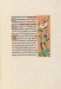Hours of Queen Isabella the Catholic, Queen of Spain: Fol. 76r, c. 1500. av Master of the First Prayerbook of Maximillian