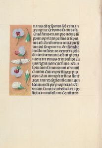 Hours of Queen Isabella the Catholic, Queen of Spain: Fol. 91v, c. 1500. av Master of the First Prayerbook of Maximillian