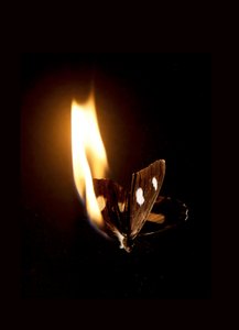 Burning Butterfly 21, 2013 (Lambda print) av Mat Collishaw